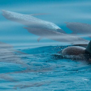 Atlantic Spotted Dolphins