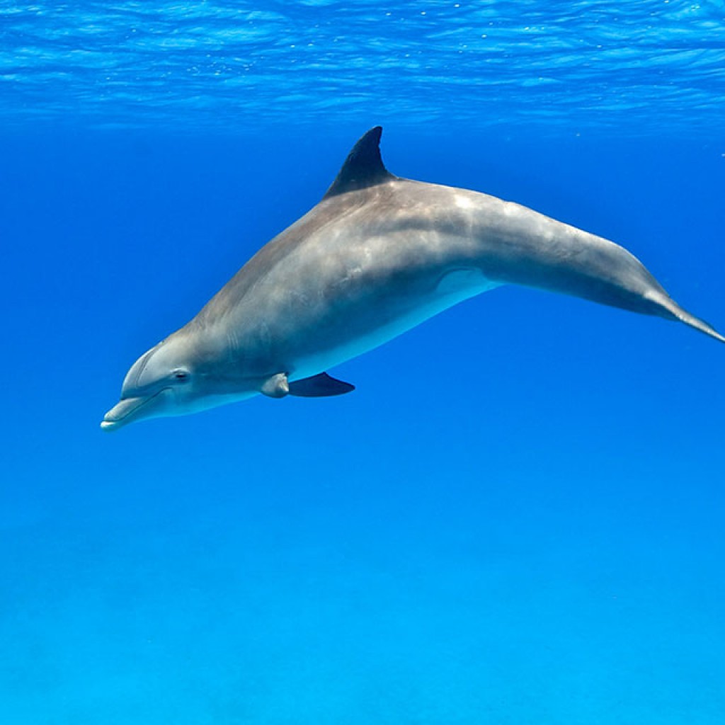 Bottlenose Dolphin - WildQuest | Wild Dolphin Swims Bahamas
