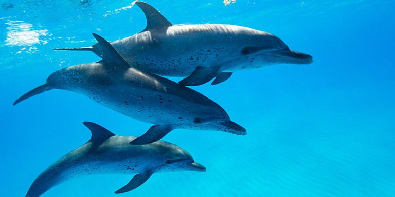 Bimini Dolphins - WildQuest | Wild Dolphin Swims Bahamas