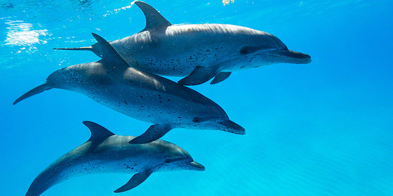 Bimini Dolphins - Wildquest 