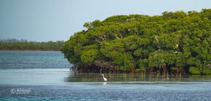 Bimini Mangroves