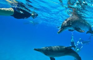 Susanna with dolphins