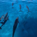 A group of dolphins swimming together in the blue ocean.