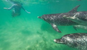 Dolphin Welcome Bimini