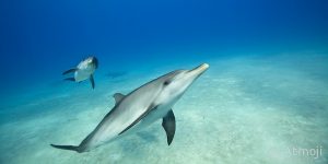 diving dolphins