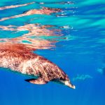 A pod of dolphins swimming under the surface of the water. One in the foreground and a bigger group in the background.