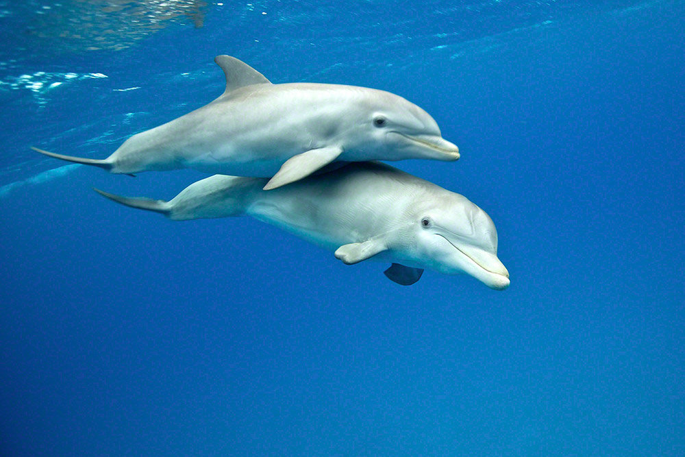 Общение дельфинов между собой. Семейство дельфинов. Пара дельфинов. Дельфины любовь. Дельфины под водой.