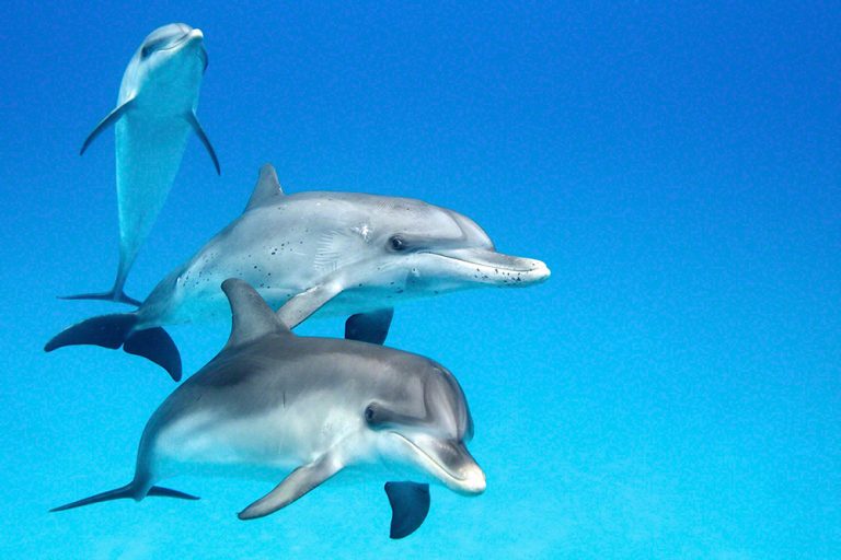 Juvenile Dolphin Trio Facing Camera - WildQuest | Wild Dolphin Swims ...