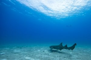 Nurse Shark Bimini