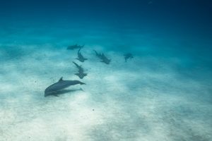 Nurse Shark Bimini