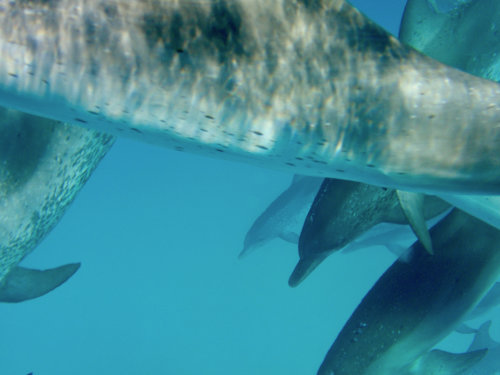 Pod of dolphins all diving together close-up.