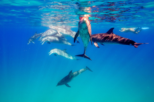 A pod of spotted wild dolphins swimming together, one dolphins looks into the camera and sonars.