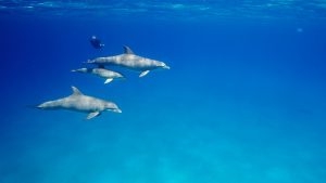 Dolphin Family